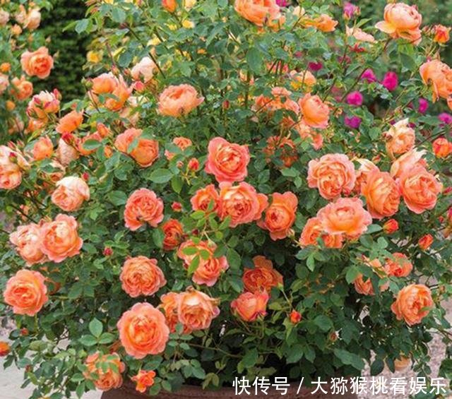「大缸养」农村淘汰的大水缸,种上月季绣球君子兰,开花刹不住,变成大土豪!