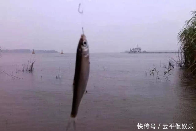  不折不扣：垂钓长江边，不折不扣的当了回“白条杀手”