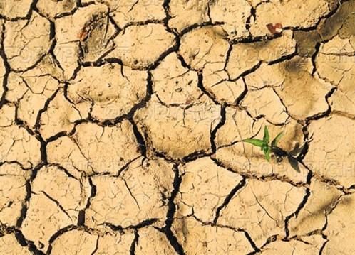 支付宝的蚂蚁森林果真种树了？如今变得如何，看了终于明白