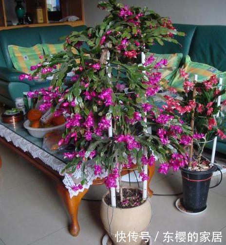  「只需要剪下」亲戚朋友家见到3种植物，剪些叶子带回家，插到土里就能活