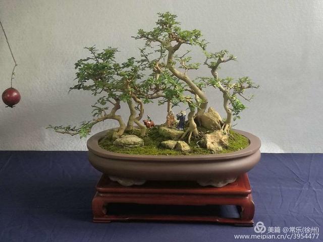  #盆协#徐州收藏家协会(盆景协会和铁路盆协)回龙窝微型盆景