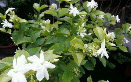  #芳香#茉莉花最爱3种“肥料”,家中就有,浇一点,花大芳香、开爆盆!