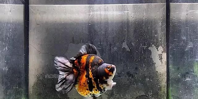  铁包金金@8种鱼，少折腾少喂食，状态反而更好，越养越出彩！