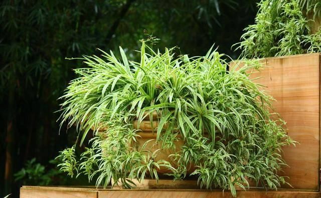 「植物」厨房油烟太大了?放几盆植物,效果超好!