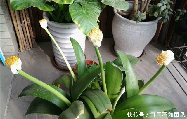【温文尔雅】新手养花,适合养一盆“阳台精品”虎耳兰,温文尔雅,色彩丰富