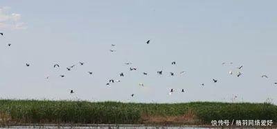 新疆荒漠为何突然出现千口泉眼专家道出真相，中国人心里难受了