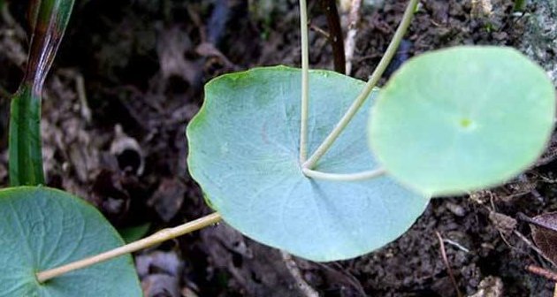  锅盖■它便是“锅盖草”，当前稀少珍贵，农村见到，请别采摘