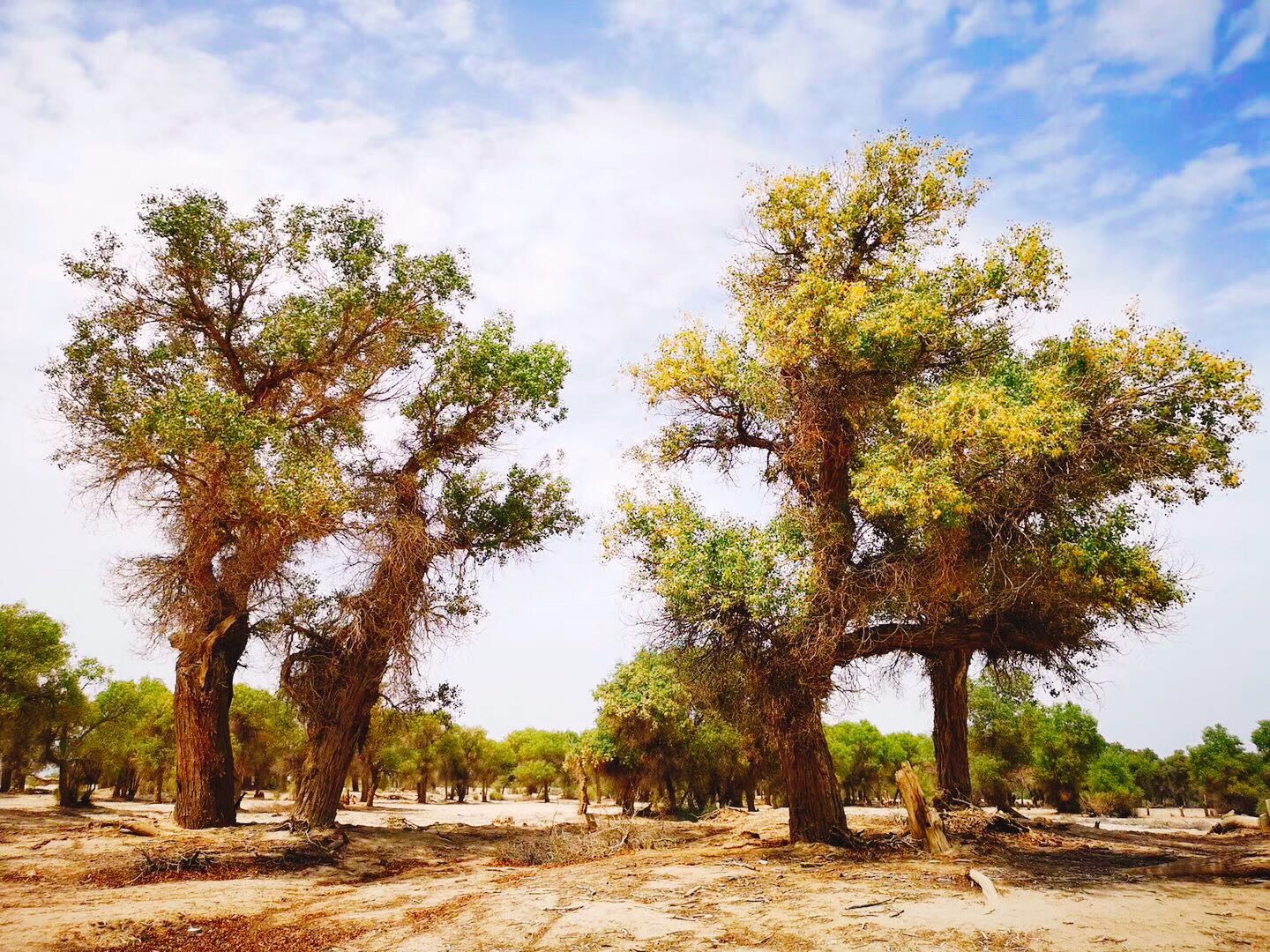 体验最美独库公路,探秘大美风情新疆-中篇之小景点也经典