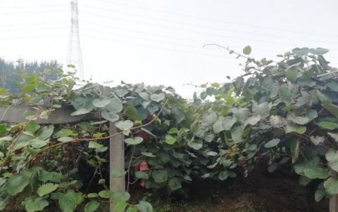  #猕猴桃#曾经是秦岭山脉里的野果子，现在是关中道农民的金蛋蛋