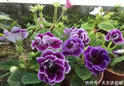 「值得」养一盆花期长又好养的花,花一开就惊艳了时光,值得拥有!