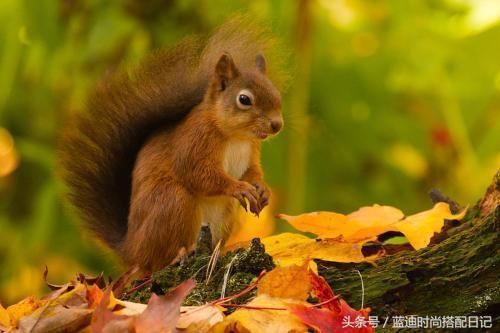 心理测试：四只神奇的松鼠选一只，测你靠颜值还是靠气质吸引异性