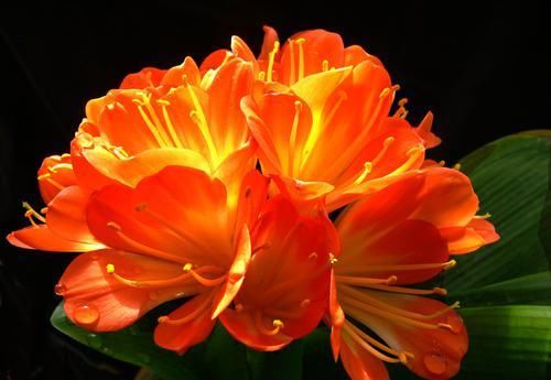  [品种]养护红花，就要选择好花卉品种，花朵层层叠叠，饱满芳菲艳丽
