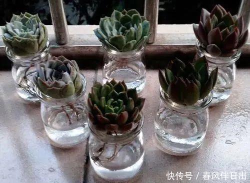  水培花瓶@总是养不好的3种花，赶紧扔水里，越长越有劲！