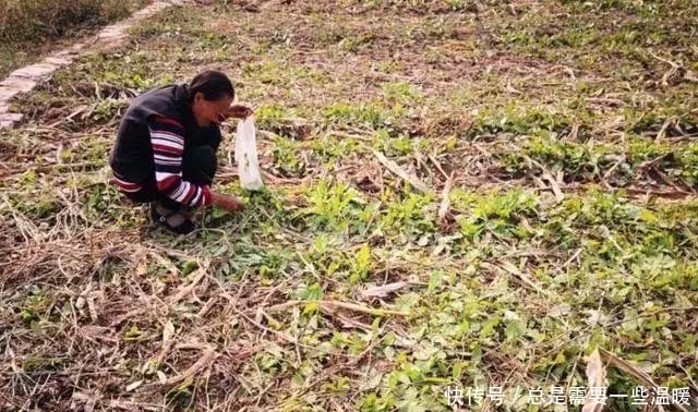  玉米|大秋收完玉米，这种野菜遍地是，农民叫做酸模，叶子比糖都
