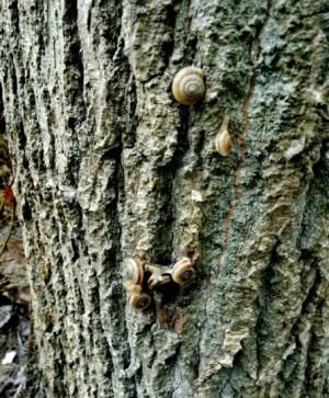  院里院外■每逢下雨，这种虫子就出来，农村太多了