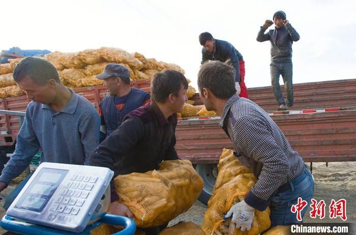  「肉苁蓉」新疆且末县逾两万亩“沙海人参”肉苁蓉采收