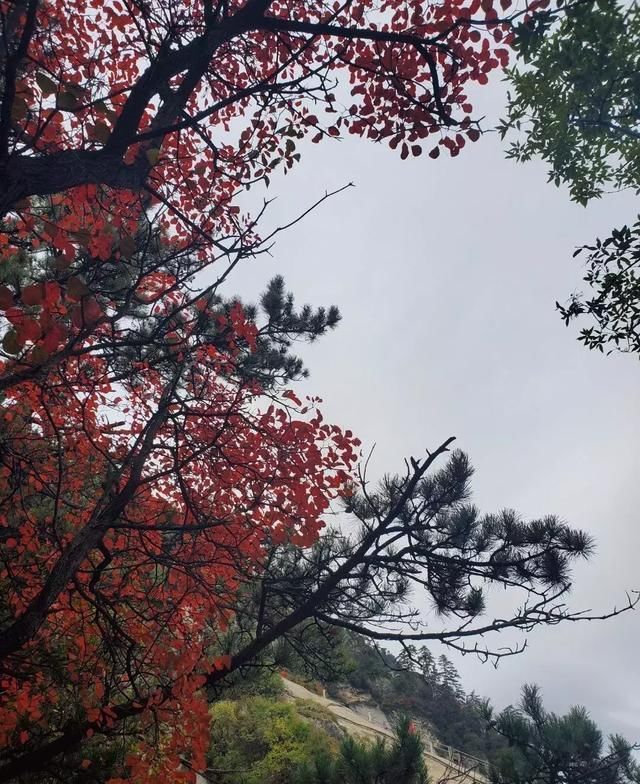 假期之后,华山最美秋色正当时