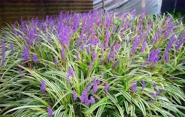  『花卉植物』立夏阶段“花怕热”，种上8种“耐夏花”，都比太阳花美、还好养