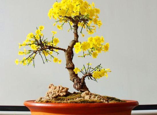  【迎春花】2种植物开花达100天，越“老”越有价值，还能当作“传家宝”