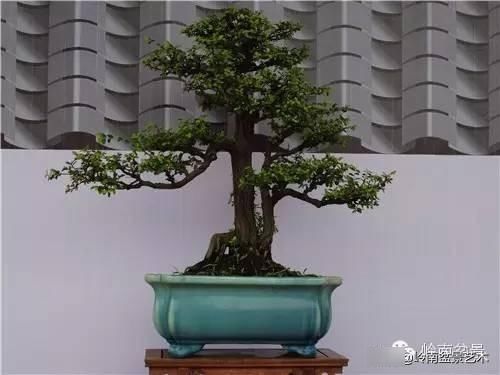  『作品』岭南珍品——山格木盆景