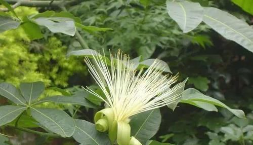  「玉果」发财树开“金花”，还能结“玉果”，沾土就发芽，轻松繁殖20盆