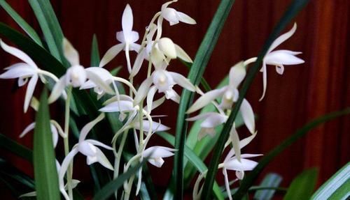  『优良』喜欢菊花，不如养盆优良名菊“黄水明珠”，花似荷包蛋，美丽高雅