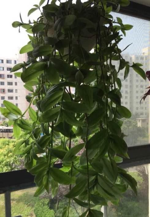  「休息」植物盆栽有讲究，养花都需要注意什么？应该摆放在哪里呢？