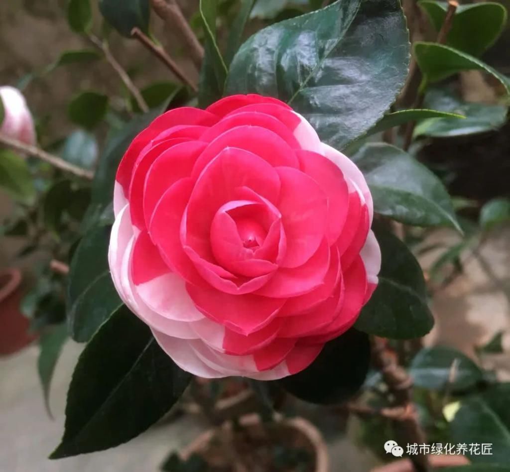  「盆土」茶花掉叶又枯新芽，用错盆土是祸端，透气养根是重点