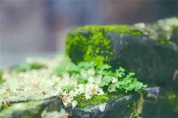 「青苔」一处青苔,美了一个院子