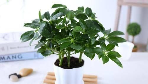  「鹅掌」鹅掌柴叶片下垂，做好这几点，轻松解决！