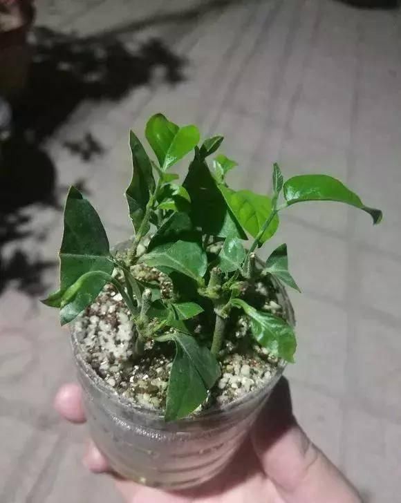  『过程中』茉莉徒长不开花？怎么做花朵开到炸