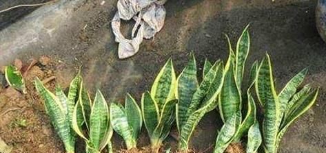  修根■老花匠养“3种花”，温度回升就“修根”，越养越旺盛，冒新芽！
