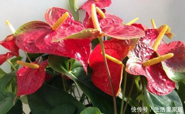  红掌■红掌养护“小攻略”，做好这些事，叶子翠绿花开到爆
