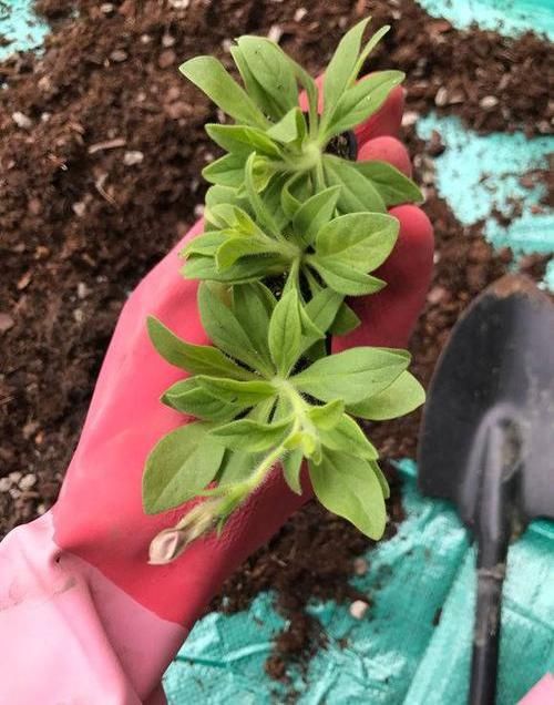  [种植]阳台种盆矮牵牛，易种植花色多，开成“花瀑布”，吊在空中非常美