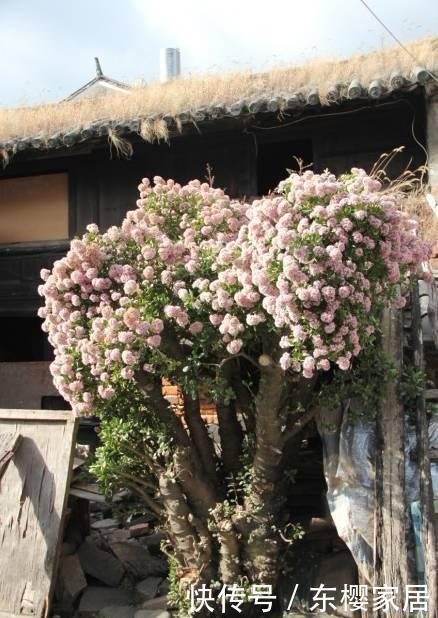 翻天■玉树枝干“胳膊粗”,至少养了20年,霸气美翻天!