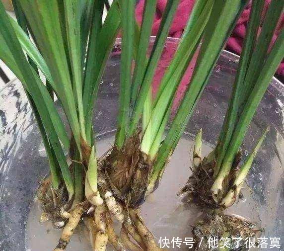 小苗■兰花分株的“最佳”时间，早一步晚一步都不成