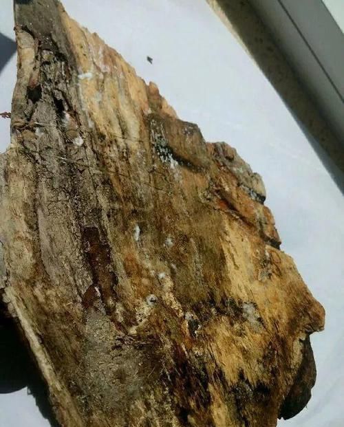 「图片作者」特神奇的花,绑在木头上也能活,一根枝能开20朵花!