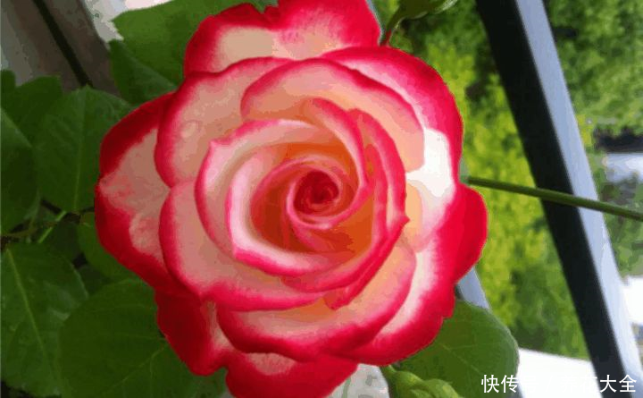 这3种花,家里要是有1棵,给多少钱都不卖!