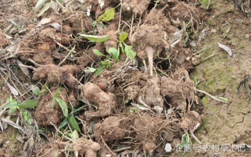 它是野草，但“根”很珍贵，80元一斤，见到请别轻视或除掉