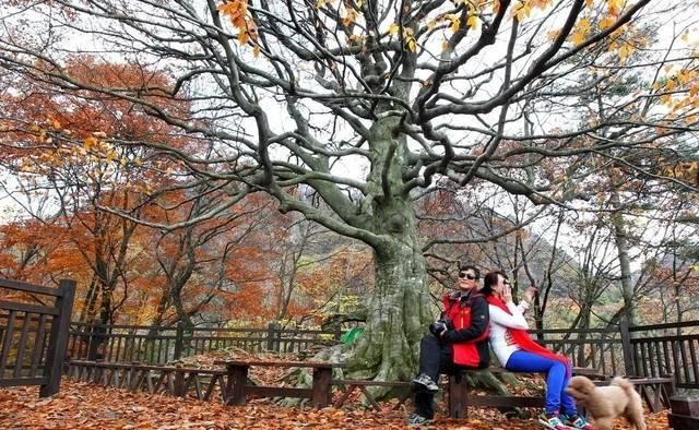 不用去婺源，湖北也有神仙秋景可赏，自驾2小时直达！