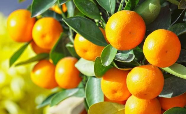 「贴梗海棠」这9种花原来可以吃?仙人掌可以吃,芦荟可以 “炒”?