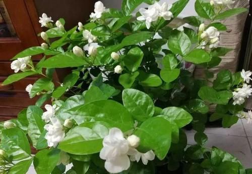  『虚弱』茉莉花“虚弱”的3个阶段！不能晒！越晒越傻