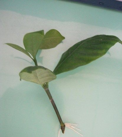  扦插|栀子花这样扦插，一根枝条就能插活，简单易学！