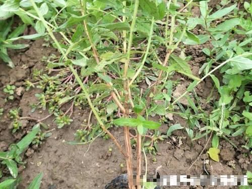 农村一种野草，曾是农民眼中的救命菜，如今腌成咸菜5元一斤