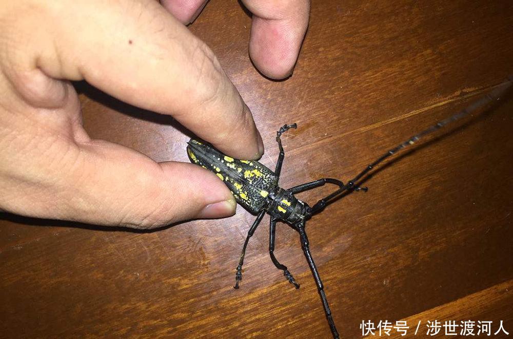  天牛■俗称“锯树郎”，曾是农业一大害虫，如今20元一只，你抓过吗！