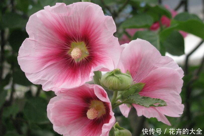 【艳丽】喜欢在家中养护漂亮花卉,就选这“5种花”,花开艳丽,开花爆盆