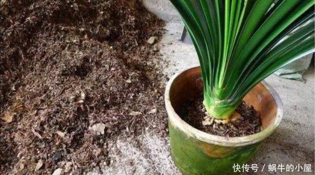 细节|君子兰秋季换盆,注意4个小细节,不影响正常开花