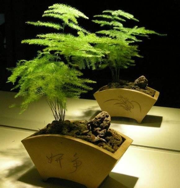  [株型]文竹长太高怎么办？教你养出矮、壮、密的株型！
