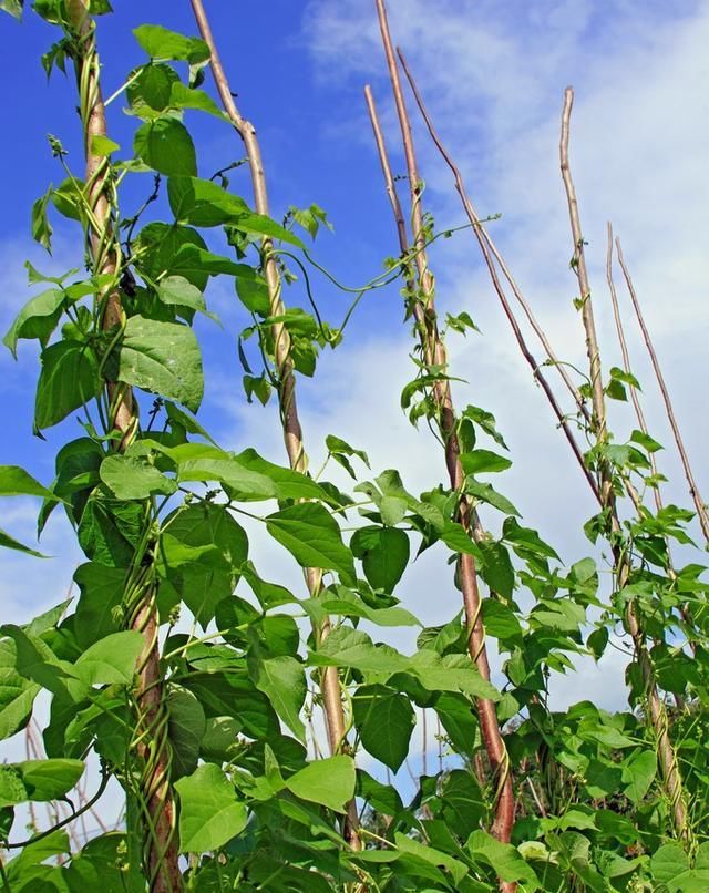  [种植]四季豆是怎么样种植的？这个时候可以种了吗？