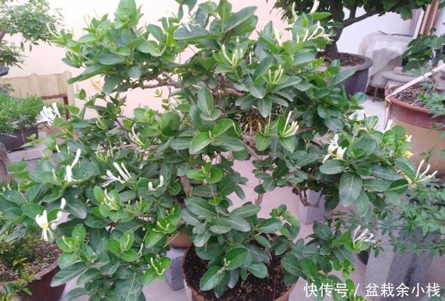 扦插|两种“盆景”易繁殖,一节枝插土里养一盆,姿态优美能开花